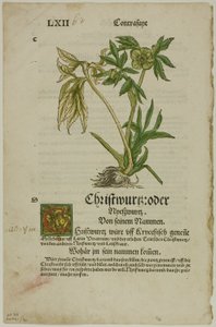 Christwurz (Hellebore) a Herbáriumból (Kräuterbuch), 96. tábla a XVI. századi könyvek fametszeteiből alkotó: Hans Weiditz, II