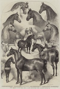 Díjlovak a Horse Show-n a mezőgazdasági csarnokban, Islington
