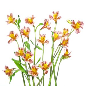 Élénk színű alstroemeria-csokor alkotó: Hardik Pandya
