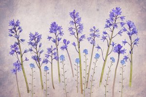 Vintage Bluebell Garden alkotó: Hardik Pandya