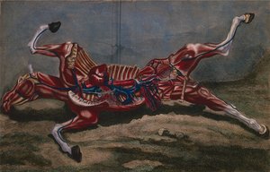 Egy ló anatómiája, Philippe-Etienne Lafosse (1738-1820) "Cours d
