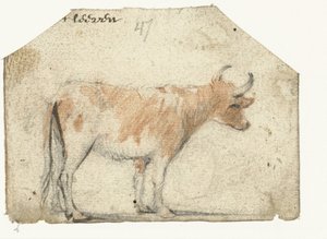 Tehén, oldalról