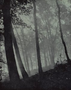 szürkületi ligetek íves sétái és barna árnyékok Fenyőből vagy monumentális tölgyből, Milton (f/w fotó)