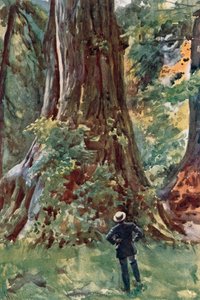 The Big Tree, Stanley Park, Vancouver alkotó: Harold Copping