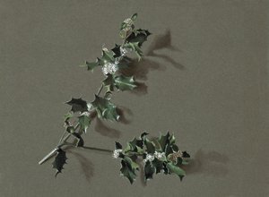 Ilex aquifolium L. Common Holly, c1870-1920. alkotó: Harold Drinkwater