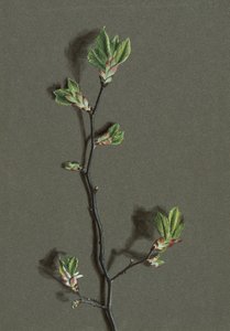 Ulmus glabra Huds Wych Elm, 1870-1920. alkotó: Harold Drinkwater