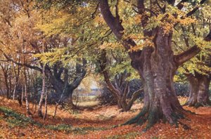 Őszi bükkösök, Godalming közelében (színes lithó)