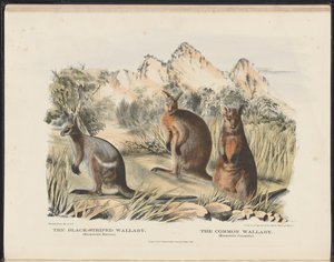 Ausztráliai emlősök (Krefft) Nla.obj-33627803-13 A fekete csíkos Wallaby és a közönséges Wallaby alkotó: Harriet Morgan