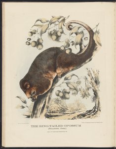 Ausztráliai emlősök (Krefft) Nla.obj-33627803-8 A gyűrűsfarkú oposszum alkotó: Harriet Morgan