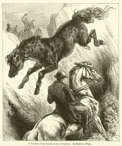 Egy Dartmoor Pony megszökik üldözői elől alkotó: Harrison William Weir
