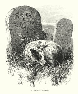 Egy hűséges gyászoló (metszet) alkotó: Harrison William Weir