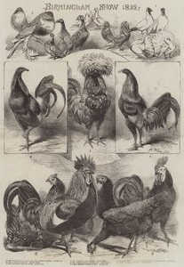 Birminghami Show 1858