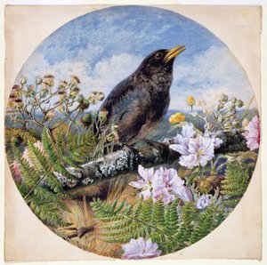 Blackbird, 1864 (wc, gouache, gumiarábik papíron)