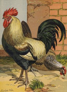 Színes dorkingok (chromolitho) alkotó: Harrison William Weir