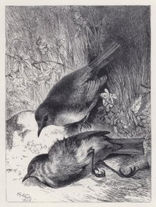 Robin társának halála (metszet) alkotó: Harrison William Weir