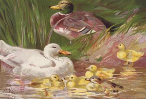 Kacsák és kiskacsák (színes litográfia) alkotó: Harrison William Weir