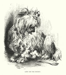 Cigány és a csirke (metszet) alkotó: Harrison William Weir