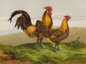 Aranyceruza Hamburgok (chromolitho) alkotó: Harrison William Weir