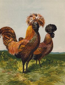 Aranyszilánkos lengyel (chromolitho) alkotó: Harrison William Weir