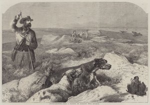 Nyírfajd-lövés (metszet) alkotó: Harrison William Weir