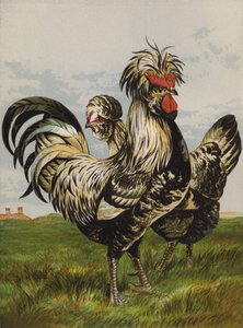 Houdans (chromolitho) alkotó: Harrison William Weir