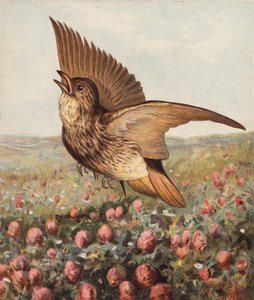 A lóherében (színes litográfia) alkotó: Harrison William Weir