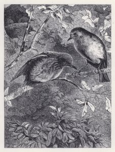 Tanulás repülni (metszet) alkotó: Harrison William Weir