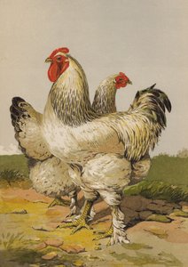 Könnyű brahmák (chromolitho) alkotó: Harrison William Weir