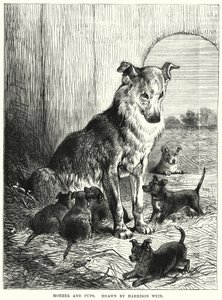 Anya és kölykök (metszet) alkotó: Harrison William Weir