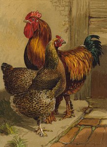 Partridge Cochin (chromolitho) alkotó: Harrison William Weir