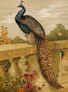 Páva (chromolitho) alkotó: Harrison William Weir