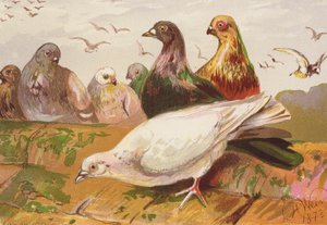 Galambok (színes litográfia) alkotó: Harrison William Weir