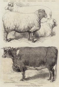 Díjállatok a Smithfield Club szarvasmarha kiállításon alkotó: Harrison William Weir