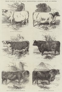 Díjmarha a Royal Agricultural Society kiállításán, Exeterben