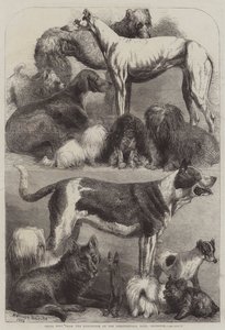 Díjkutyák a kiállításról az Agricultural Hallban, Islington