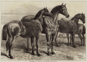 Díjlovak a Horse Show-n a mezőgazdasági csarnokban, Islington alkotó: Harrison William Weir
