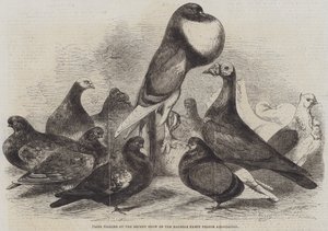 Díjgalambok a Halifax Fancy Pigeon Association legutóbbi bemutatóján