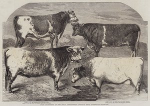 Shorthorns díj a Royal Agricultural Society kiállításán, Canterburyben
