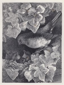 Robin az apja előadásában (metszet) alkotó: Harrison William Weir
