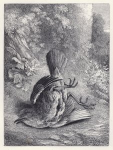 Robin megdöbbent a bukástól (metszet) alkotó: Harrison William Weir