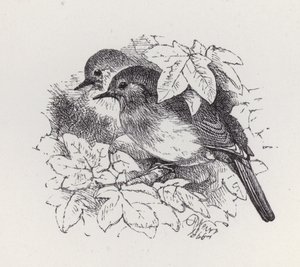 Robins (metszet) alkotó: Harrison William Weir