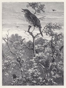 A madarak koncertje (metszet) alkotó: Harrison William Weir