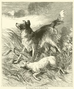 A bűnöző kutya alkotó: Harrison William Weir