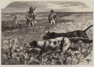 Szeptember elseje, Partridge-lövés (metszet) alkotó: Harrison William Weir