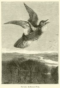 A pacsirta