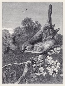 A vörösbegy, aki nézi a fiúkat a fészekkel (metszet) alkotó: Harrison William Weir
