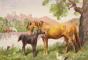 A romos kastély (színes litográfia) alkotó: Harrison William Weir