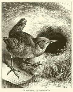 A Wrens Nest