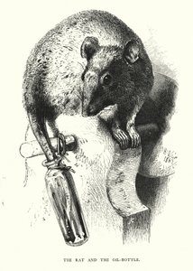 A patkány és az olajos üveg (metszet) alkotó: Harrison William Weir