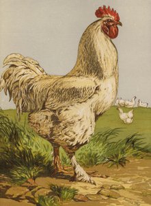 Fehér Cochin Cock (chromolitho) alkotó: Harrison William Weir